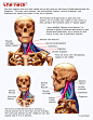 Drawsh: Anatomy