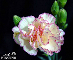 小C菜花采集到花（康乃馨）