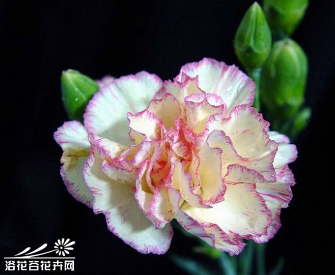 香石竹（学名：Dianthus cary...