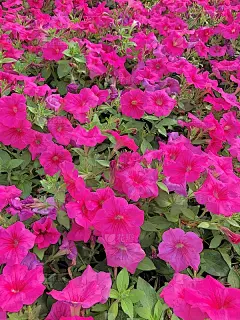 粉红色的佩妮鲜花