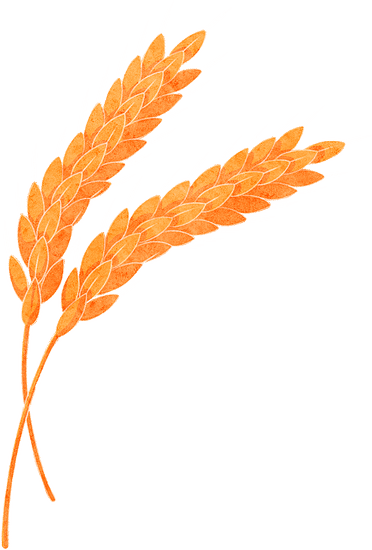 夏季节气食物水彩插画2-小麦