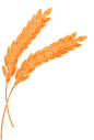 夏季节气食物水彩插画2-小麦
