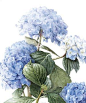 Blue 'Mophead' Hydrangea  Hydrangea macrophylla x Renate  watercolour on paper 18 x 24 © Elaine Searle, 2011
