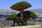 [龙血树] 龙血树在索科特拉群岛,也门