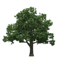 哒惜采集到植物PNG