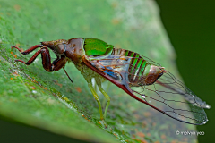 贝利亚小丑采集到Insects