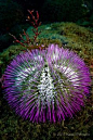 sea urchin. By Kadu Pinheiro