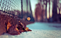 chain link fence fallen leaves macro winter wallpaper (#1336751) / Wallbase.cc