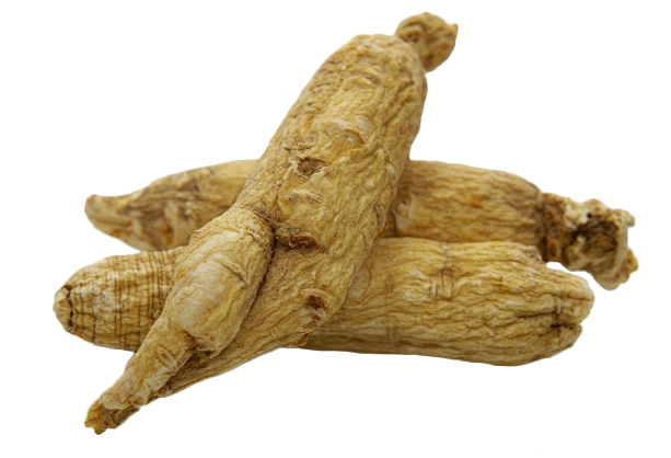 药材 西洋参