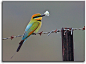 彩虹蜂虎Merops ornatus佛法僧目 蜂虎科 蜂虎属
Rainbow Bee-eater (Merops ornatus)