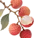 荔枝 (4)