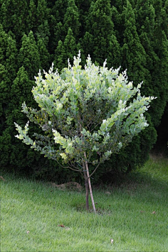 com.cn银叶金合欢(acacia podalyriifolia) : 银叶金合欢(acacia p.