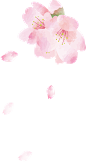 日式粉色手绘水彩樱花图案Sakura矢量免抠PNG手账goodnotes素材 (6)