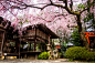 sakura '16 - cherry blossoms #20 (Suika Tenmangu shrine, Kyoto) : 1/170s f/5.6 ISO200