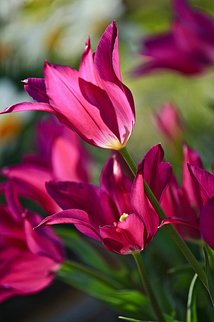 Purple Dream Tulips ...