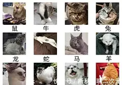 &lt;p&gt;16十 二 生 肖&lt;/p&gt;