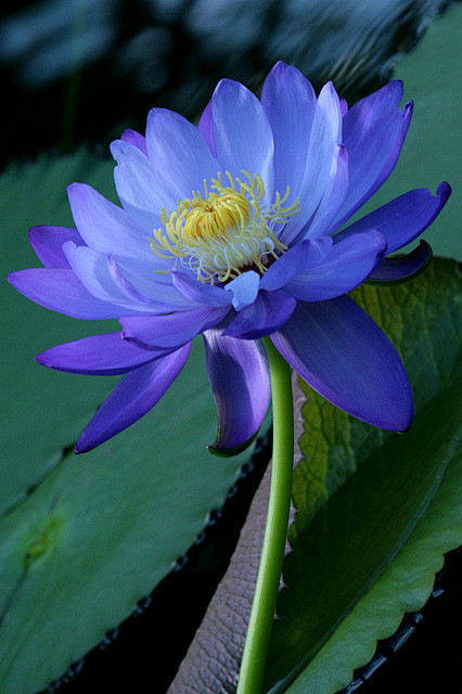 waterlily