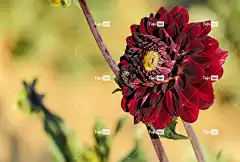 大丽花 自然 美丽的花朵 花 开花 盛开 黑红 花卉背景 花壁纸