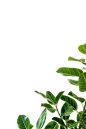 户外摄影热带风树叶植物PNG照片叠层后期合成影楼PS素材