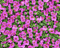 Textures   -   NATURE ELEMENTS   -   VEGETATION   -  Flowery fields - Flowery meadow texture seamless 12944
