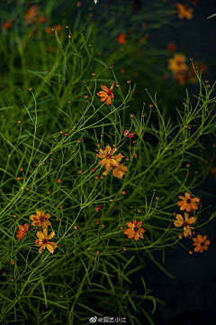 红伞伞ㅤ采集到花花