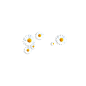 小雏菊png元素