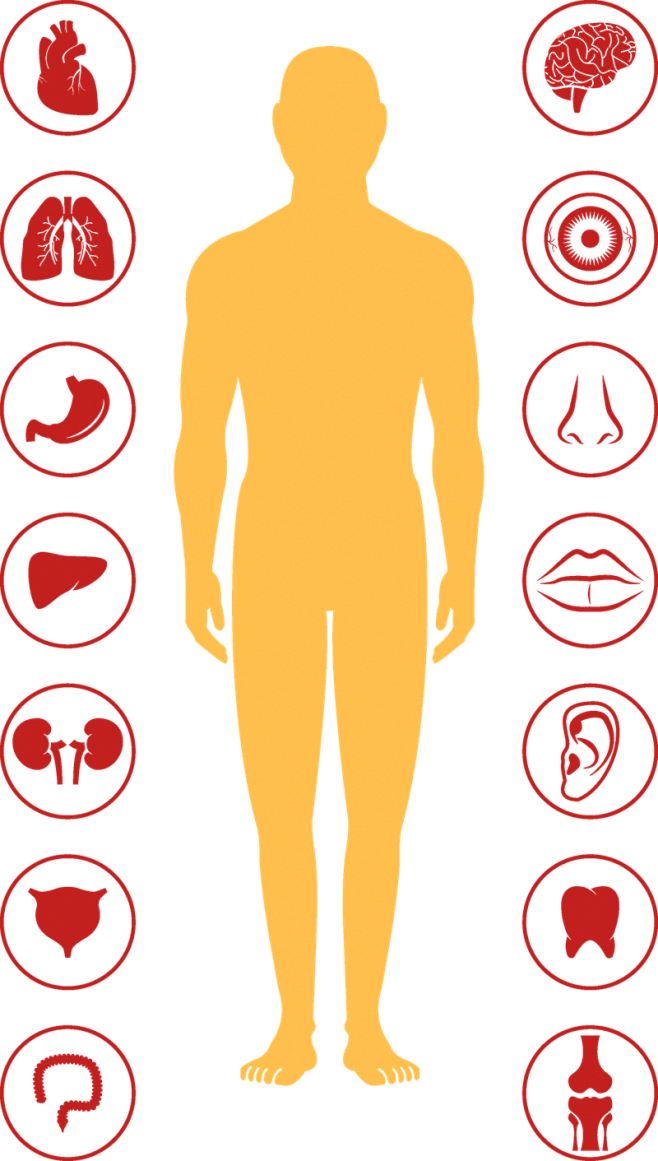 人体