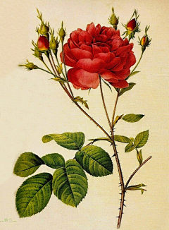 十色鸢尾花采集到手绘插画 - Pierre Joseph Redouté