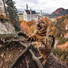 镶梨琼采集到猫猫
