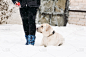 雪,狗,拉布拉多犬,活力,训服,可爱的,寒冷,纯种犬,休闲游戏,玩具