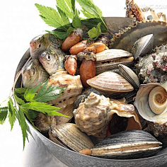 软体甲壳类动物