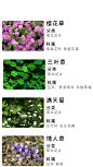 草本花卉2