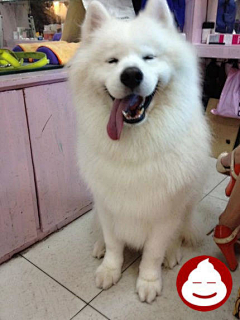 ❤唐小T❤采集到萌宠