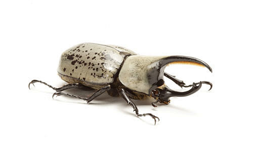 兜虫甲虫昆虫鞘翅目美西白兜虫