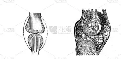 古董插图-骨-软骨和滑膜-膝盖的位置示意图