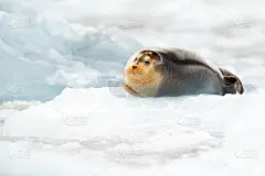 北极的海洋野生动物。可爱的海豹在北极的冰雪栖息地。在北极斯瓦尔巴群岛的蓝白色冰面上，长着胡须的海豹抬