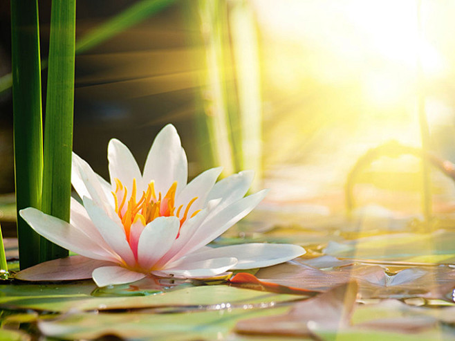 明媚阳光与莲花背景高清图片