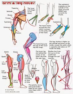 Muscular Anatomy Not...