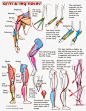 Muscular Anatomy Notes from an Artist's Perspective - Arm & Leg