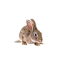 兔子6