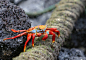 sally lightfoot crab,自然,厄瓜多尔,野生动物,水平画幅,生物,生态旅游,加拉帕戈斯群岛,户外
