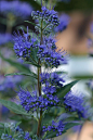 Caryopteris 'Dark Knight'