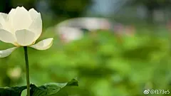 电脑壁纸可以动啦~我在小鸟壁纸（原360壁纸）中发现了非常好的动态壁纸哦，快来体验一下吧O网页链接 ​​​​