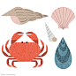 Fish & Shellfish : Illustrations of fish and shellfish.