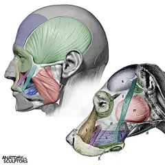 不知道怎么概括头部形状？头部解剖分解图来了！