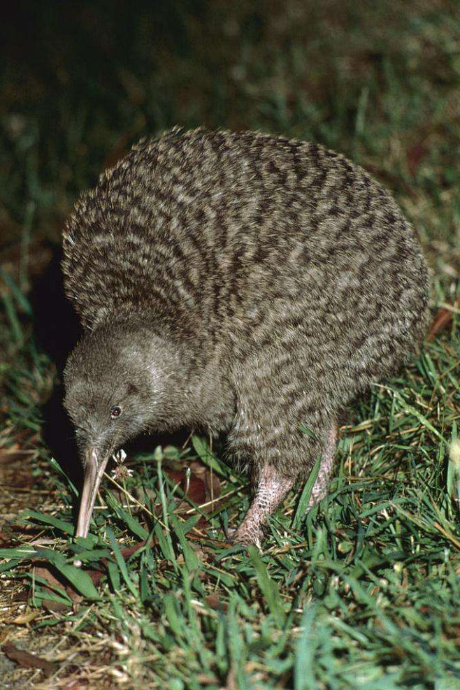 鹬鸵目鹬鸵科鹬鸵属大斑几维