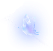 以闪亮之名butterfly1