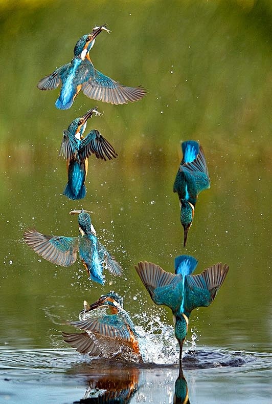 Kingfisher swoops on...