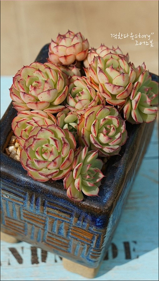 恩西诺多肉植物