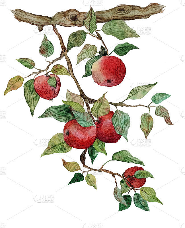 苹果枝与苹果水彩风格化插图孤立